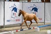 Poney D - 2 ans origines Dressage