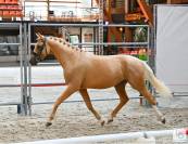 Poney D - 2 ans origines Dressage