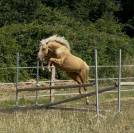 Poney D - 2 ans origines Dressage