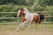 Ponette OC, pie bai, 3ans