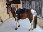Guinness du Bessy Top cheval de Loisirs, 9ans