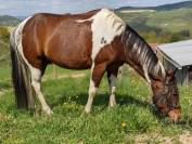 Guinness du Bessy Top cheval de Loisirs, 9ans