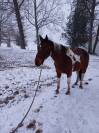 Guinness du Bessy Top cheval de Loisirs, 9ans