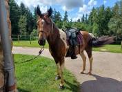 Guinness du Bessy Top cheval de Loisirs, 9ans