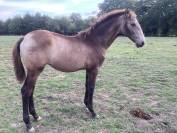 Cheval lusitanien / pouliche smoky black 