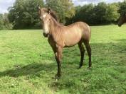 Cheval lusitanien / pouliche smoky black 