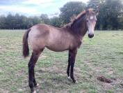 Cheval lusitanien / pouliche smoky black 