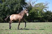 Cheval lusitanien / pouliche Isabelle fumée