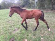 Cheval lusitanien / pouliche baie