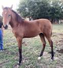 Cheval lusitanien / pouliche baie