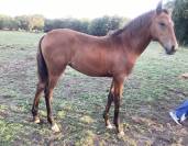 Cheval lusitanien / pouliche baie