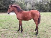 Cheval lusitanien / pouliche baie