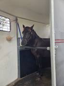 Poney Landais 2ans 