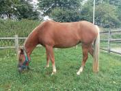 ponette