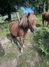 jument type shetland ONC