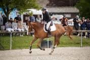 À vendre – Cheval Selle Français de 9 ans