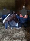 Cheval pie à vendre 