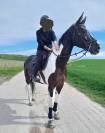 Cheval pie à vendre 