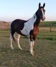 Cheval pie à vendre 
