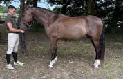 Cheval espagnol 