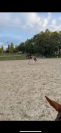 Cheval espagnol 