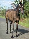 Cheval tendre pour randonnée 