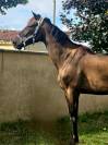 Cheval tendre pour randonnée 