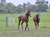 Potro Silla Francés En venta 2025 Bayo por Quadrio Tame SFA