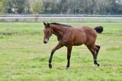 Potro Silla Francés En venta 2025 Bayo por Quadrio Tame SFA
