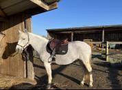 Demi pension poney D