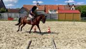 Hongre TF - 6 ans