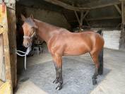 Hongre TF - 6 ans