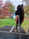 Jeune cheval AMHA 