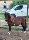 Jeune cheval AMHA 
