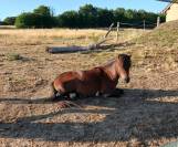 Jeune cheval AMHA 