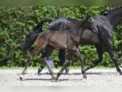 Fantastique yearling de Zangersheide