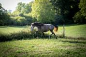 Pouliche espagnole 