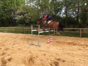 Hongre selle Français de 10 ans (CCE, CSO et dressage )