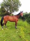 Hongre selle Français de 10 ans (CCE, CSO et dressage )