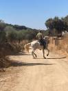 Caballo entero PRE, 7 años con excelente genética