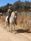 Caballo entero PRE, 7 años con excelente genética