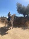 Caballo entero PRE, 7 años con excelente genética