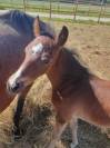 Poulain welsh part bred