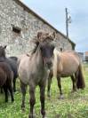 Disponible à la réservation poulain shetland PP