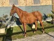  cheval de 10 ans loisirs/balade 