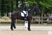 Magnifique hongre de 4 ans 