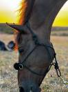 Bacoumba de Riverland 14 ans 1m66 SF
