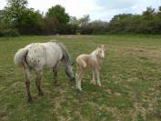 Ponette B, 7 ans isabelle leopard