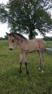 Ponette B, 7 ans isabelle leopard