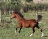 Pouliche sport PFS